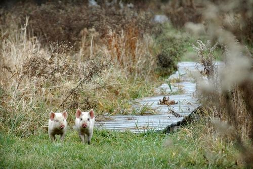 我們的環(huán)境會(huì)好嗎？——“數(shù)說(shuō)”大氣、水、土壤污染防治三大戰(zhàn)役